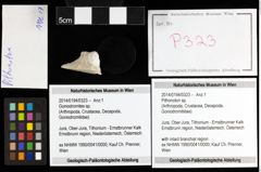 Foto (Objekt + Etiketten) von Pithonoton sp. 